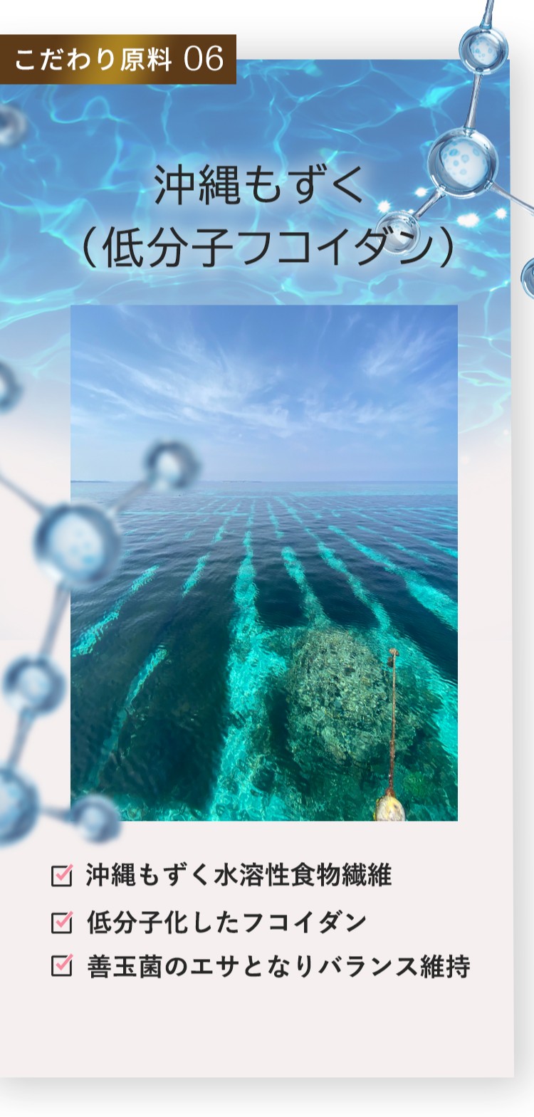 こだわり原料06 沖縄もずく（低分子フコイダン）