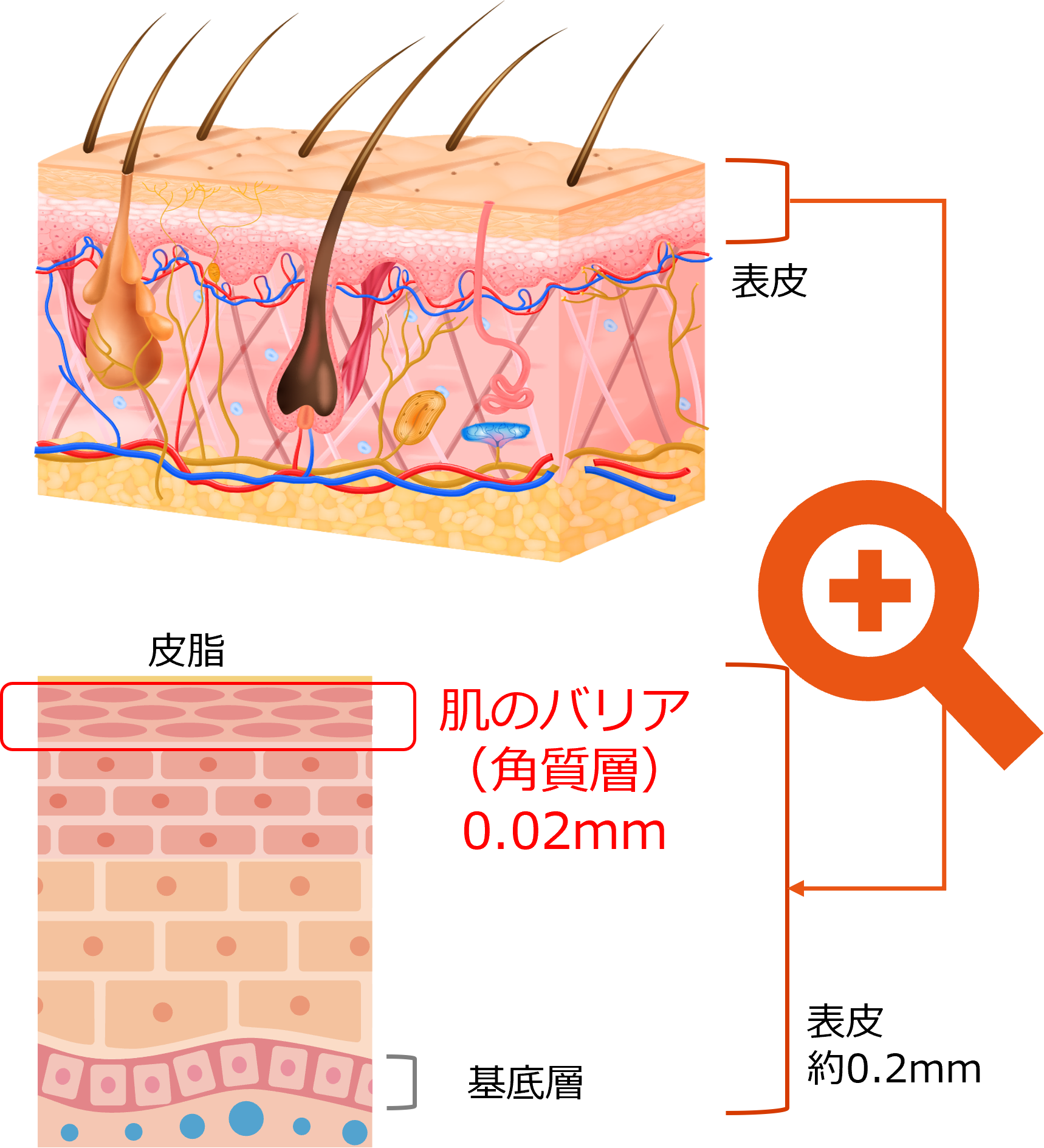 健康な肌の肌バリア構造のイラスト