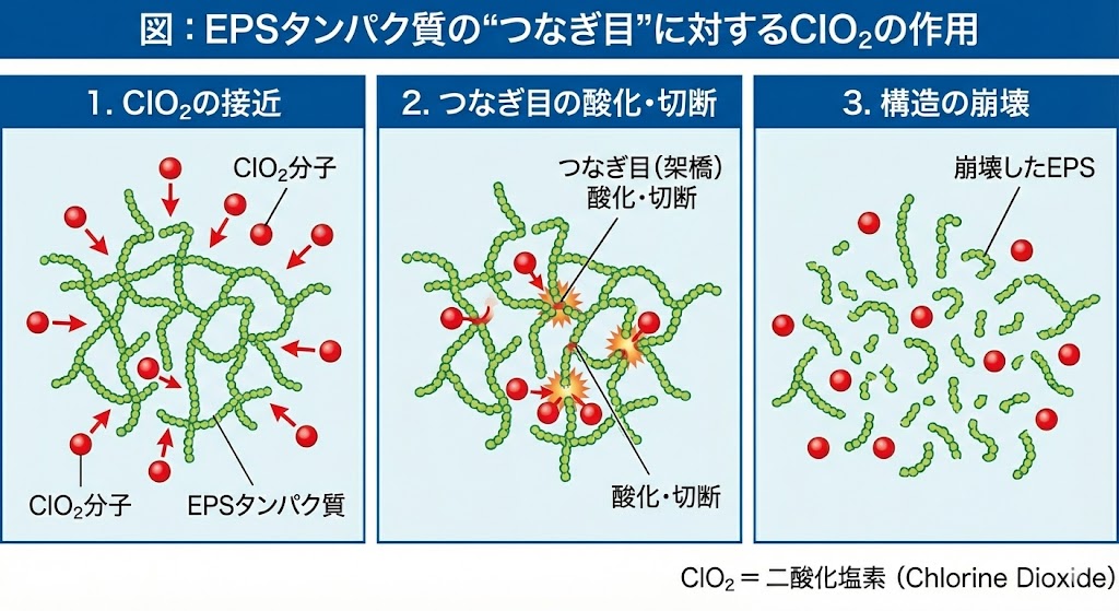 図② EPSタンパク質の“つなぎ目”に対するClO₂の作用