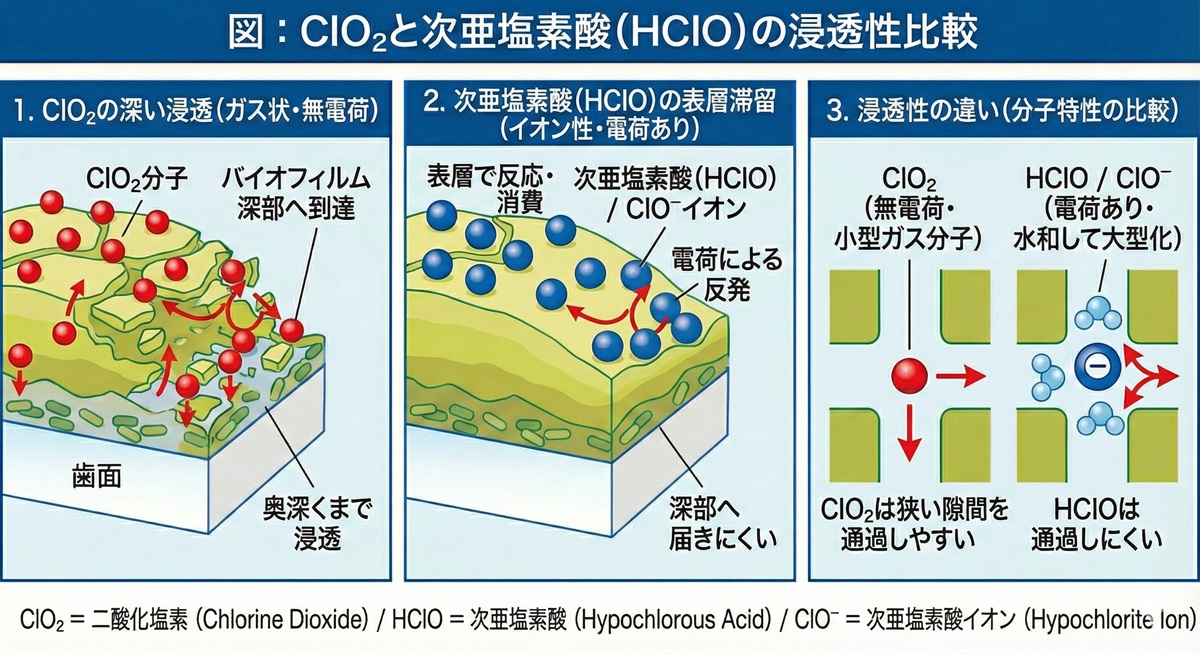 図③ 次亜塩素酸との浸透性比較