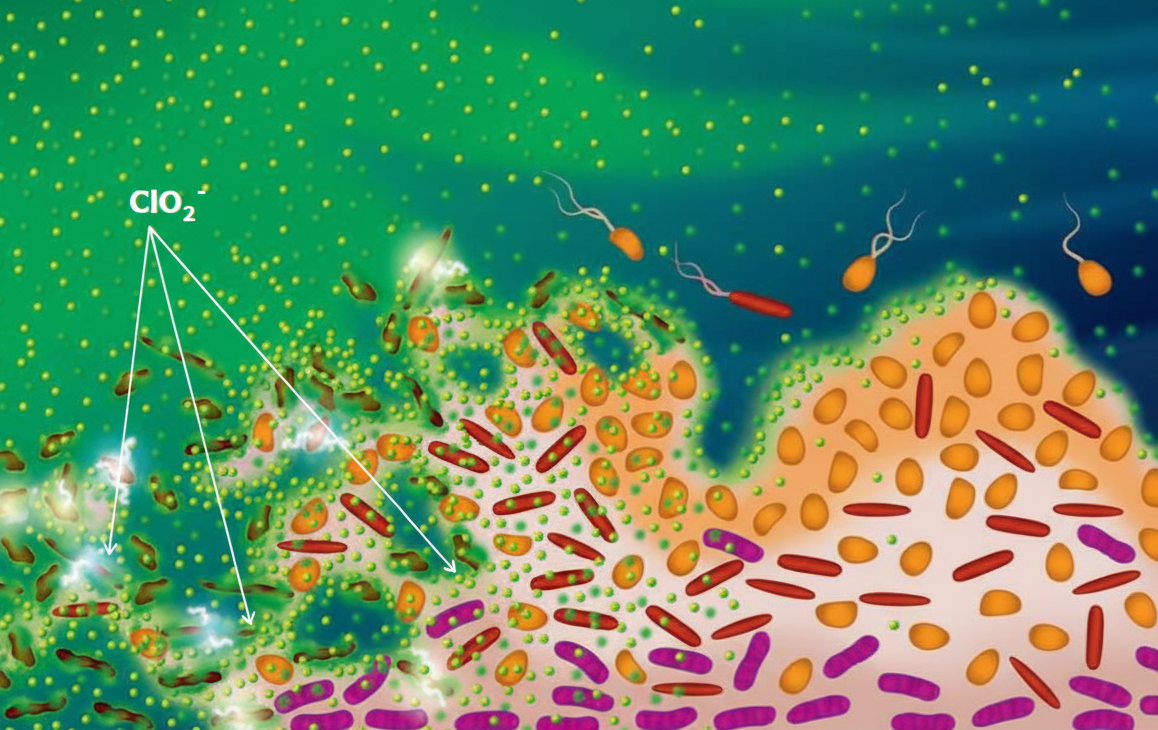 ClO2分子が過酸化脂質を分解する化学構造イメージ