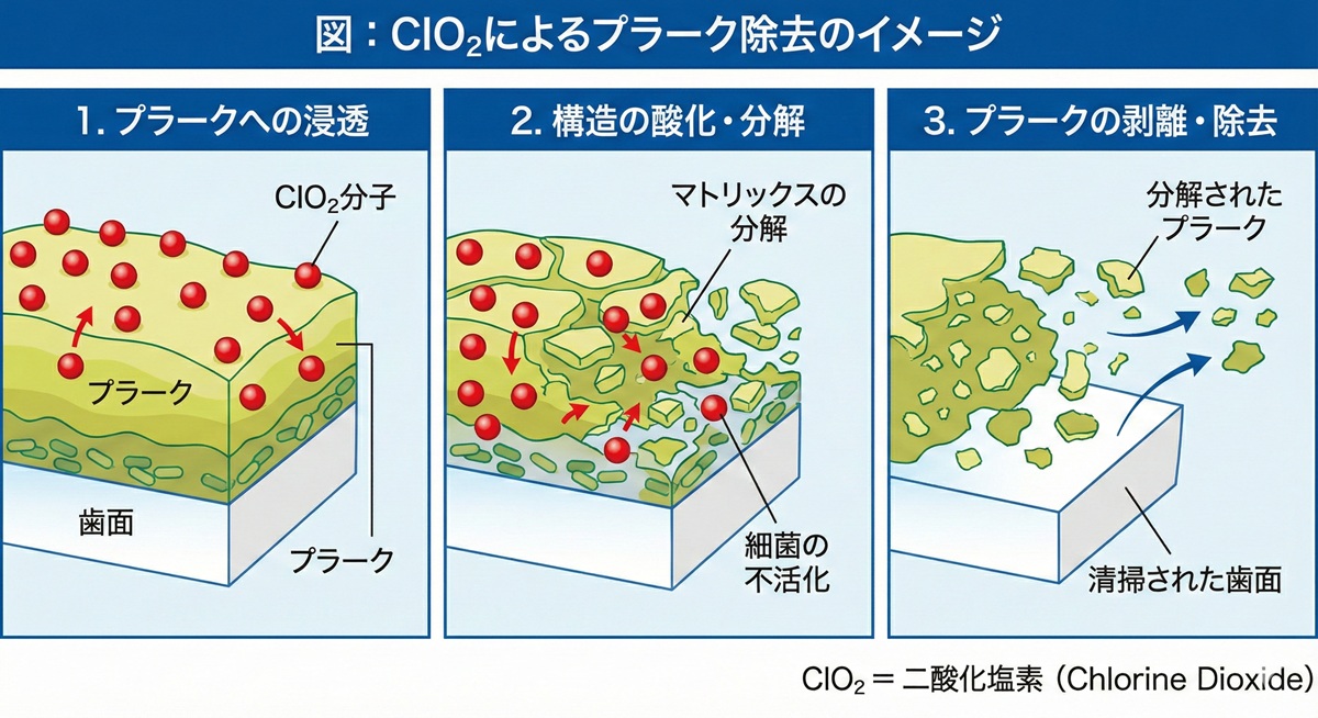 ClO₂によるプラーク除去のイメージ